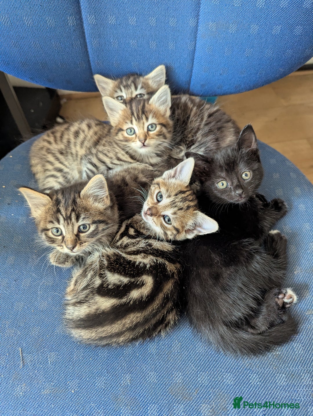 Mixed Breed cats for sale: Beautiful Black Kitten Ready to Go Now - Image 10