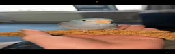 Parrots birds for sale: Two Gorgeous Blue Parrotlets  (CAGE INCLUDED) - Advert 5