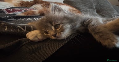 Mixed Breed cats - Advert 12