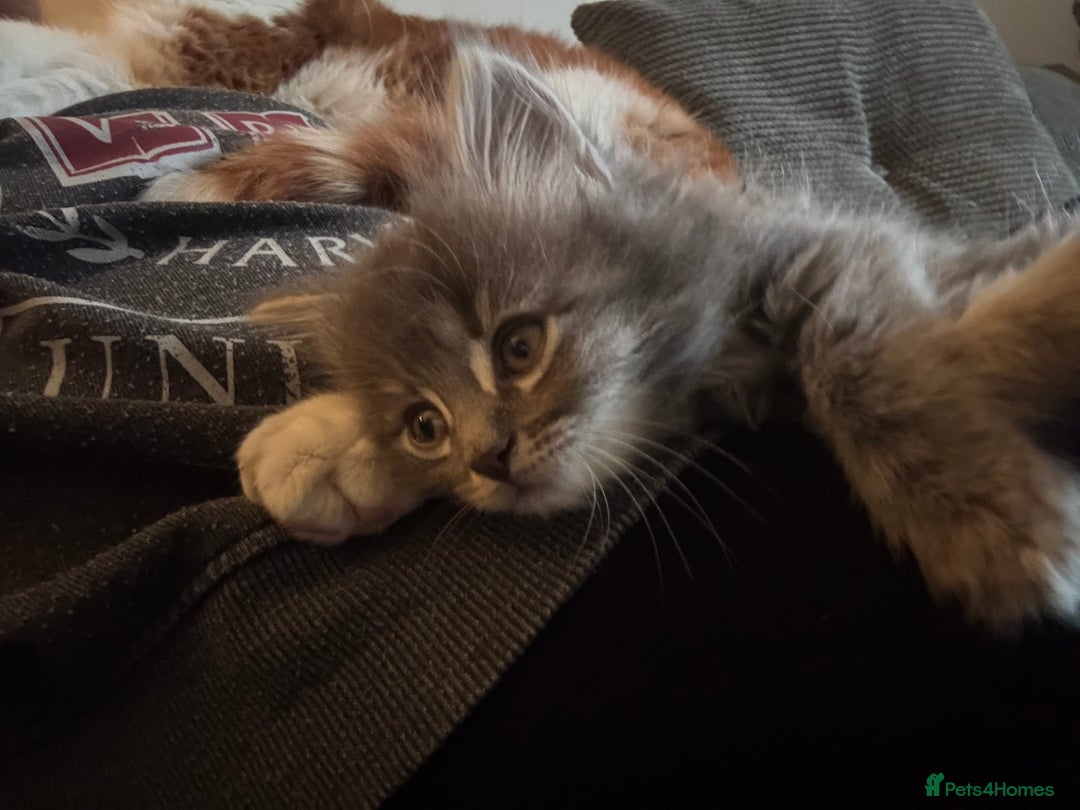 Mixed Breed cats for sale: Stunning Kittens  - Image 2