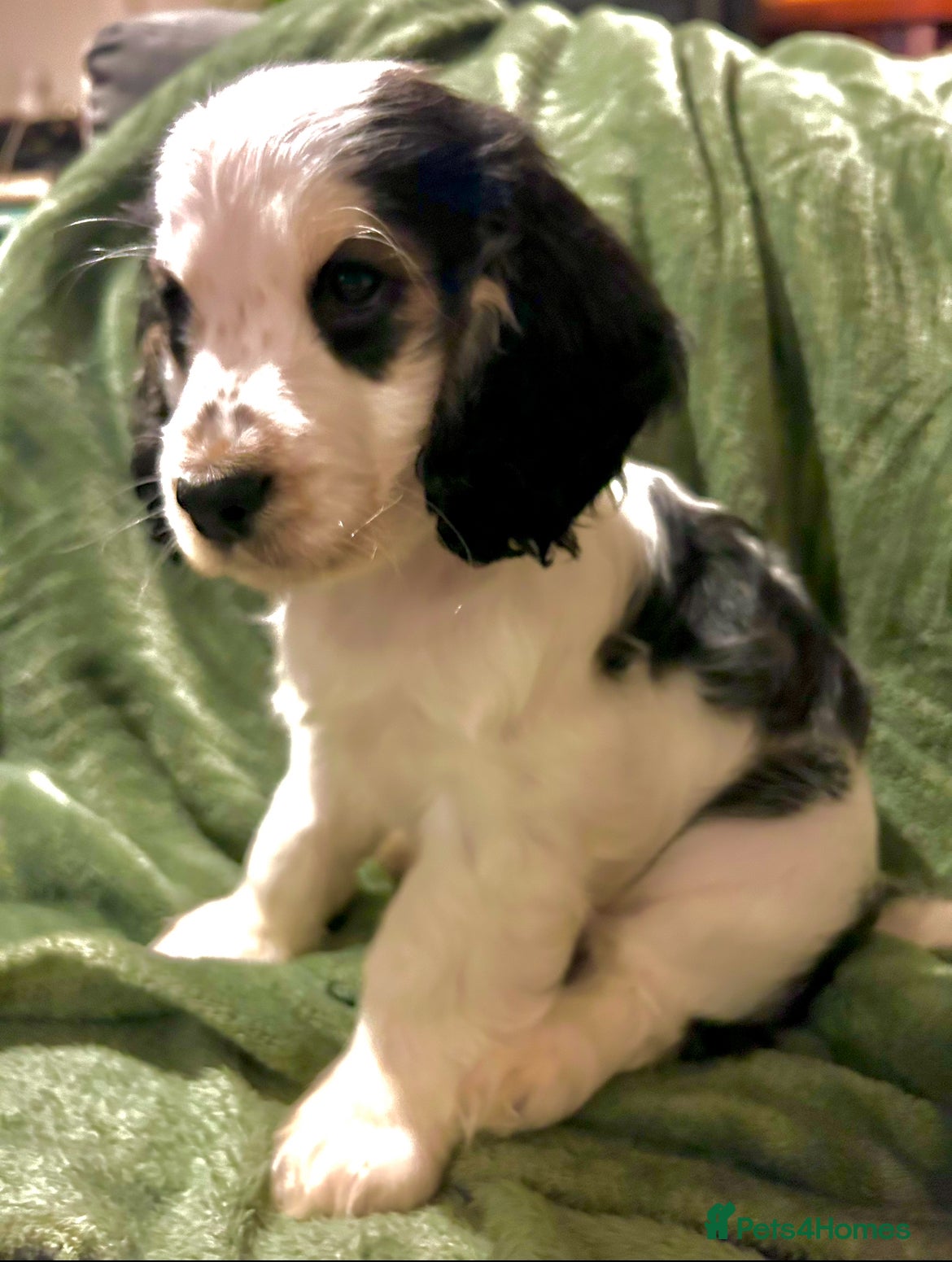 Cocker Spaniel dogs KC registered, health tested, Show cocker spaniels - Advert 2