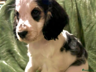 Cocker Spaniel dogs KC registered, health tested, Show cocker spaniels - Advert 2