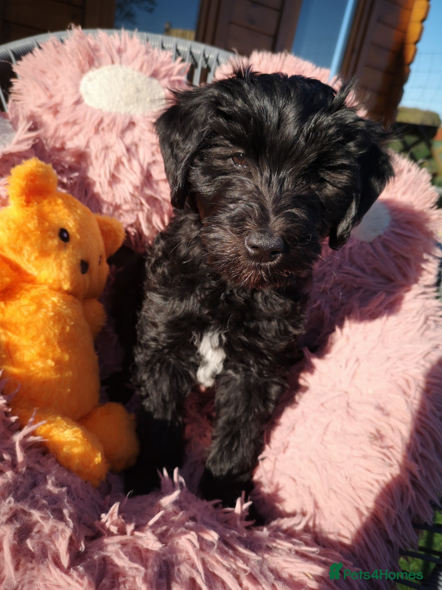 Mixed Breed dogs Double doodle Puppies - Advert 6