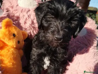 Double Doodle dogs Double doodle Puppies - Advert 3