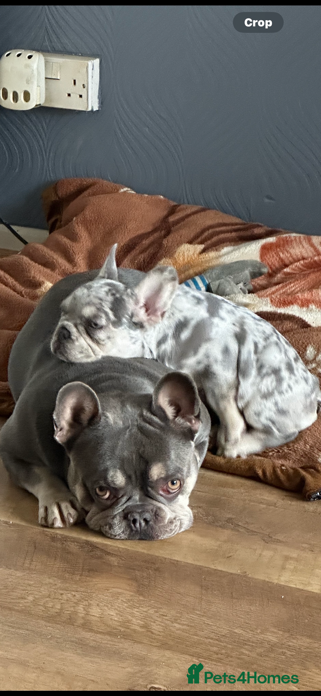 French Bulldog dogs for sale: French bulldog “fluffy” - Advert 20