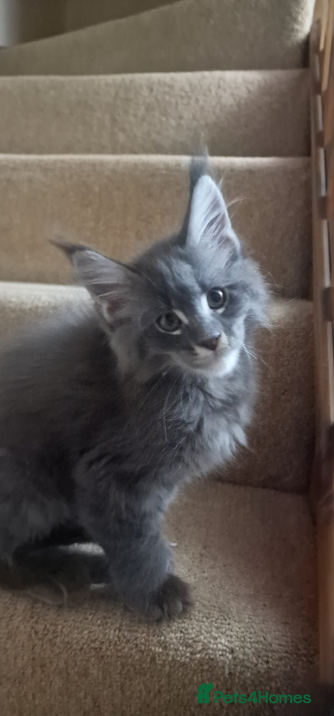 Maine Coon cats for sale: 🐾 Three Majestic Pedigree Maine Coon Kittens! 🏡 - Advert 24