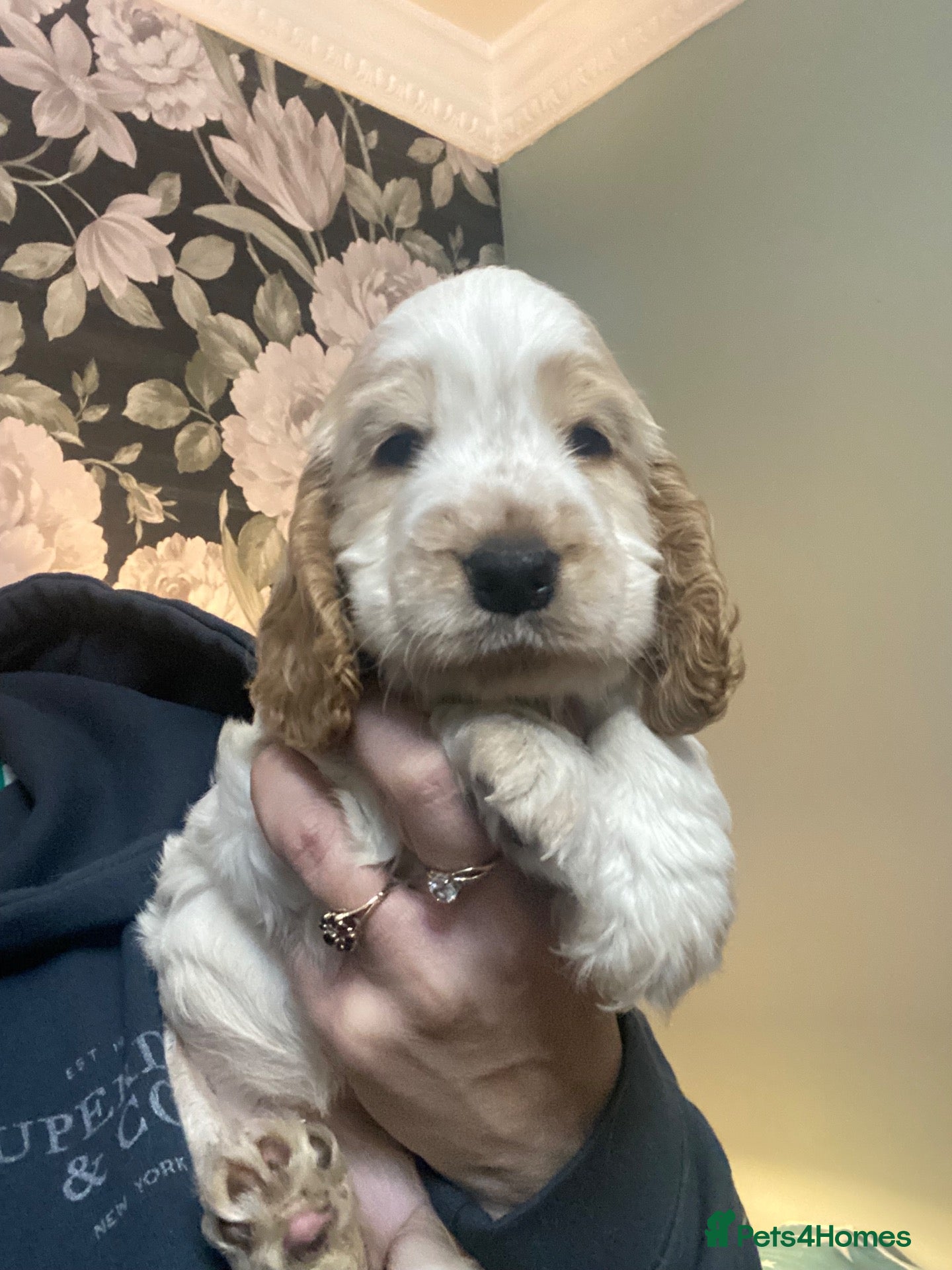 Cocker Spaniel dogs for sale: Gorgeous show Cocker spaniel  - Advert 18