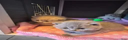 British Shorthair cats for sale: 🌟 Stunning British Shorthair Kittens 🌟 - Advert 17