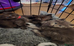 Maine Coon cats for sale: Stunning Maine Coon X  - Image 17
