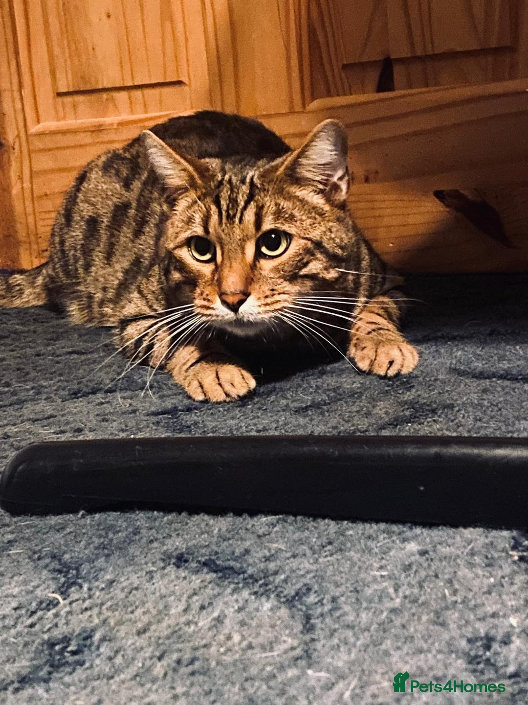 Bengal cats for sale: Two pure bengal male cats  - Advert 4