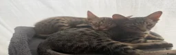 Savannah cats for sale: Savannah F4 kittens - Advert 5