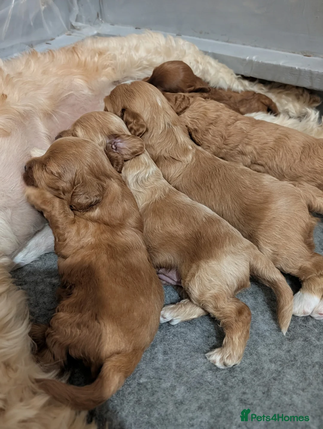 Cavapoo dogs for sale: F1B Cavapoo puppies  - Advert 8