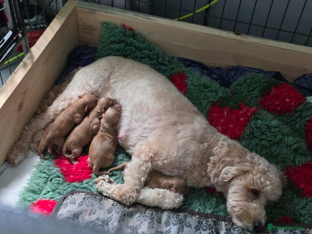 Cockapoo dogs for sale: Cockapoo puppies   - Advert 1