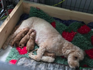 Cockapoo dogs Cockapoo puppies - Advert 1