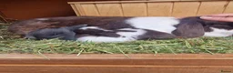 Mini Lop rabbits for sale: Beautiful Mini Lop Does - Advert 17