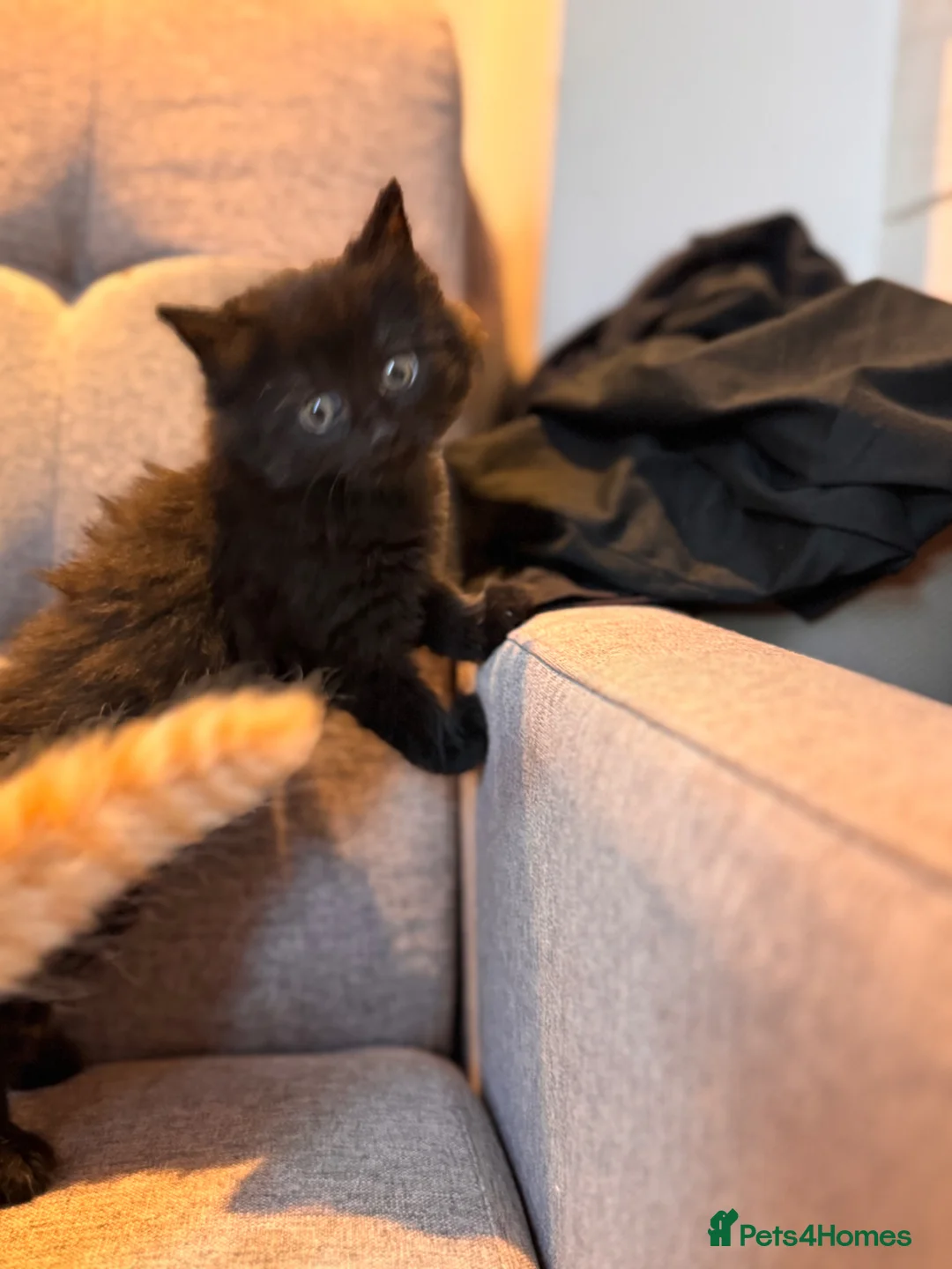 Mixed Breed cats for sale: Fluffy little cat ready for new home  in London - Advert 15