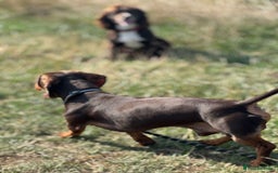 Miniature Dachshund dogs for stud: Miniature Chocolate Dachshund for stud - Image 12