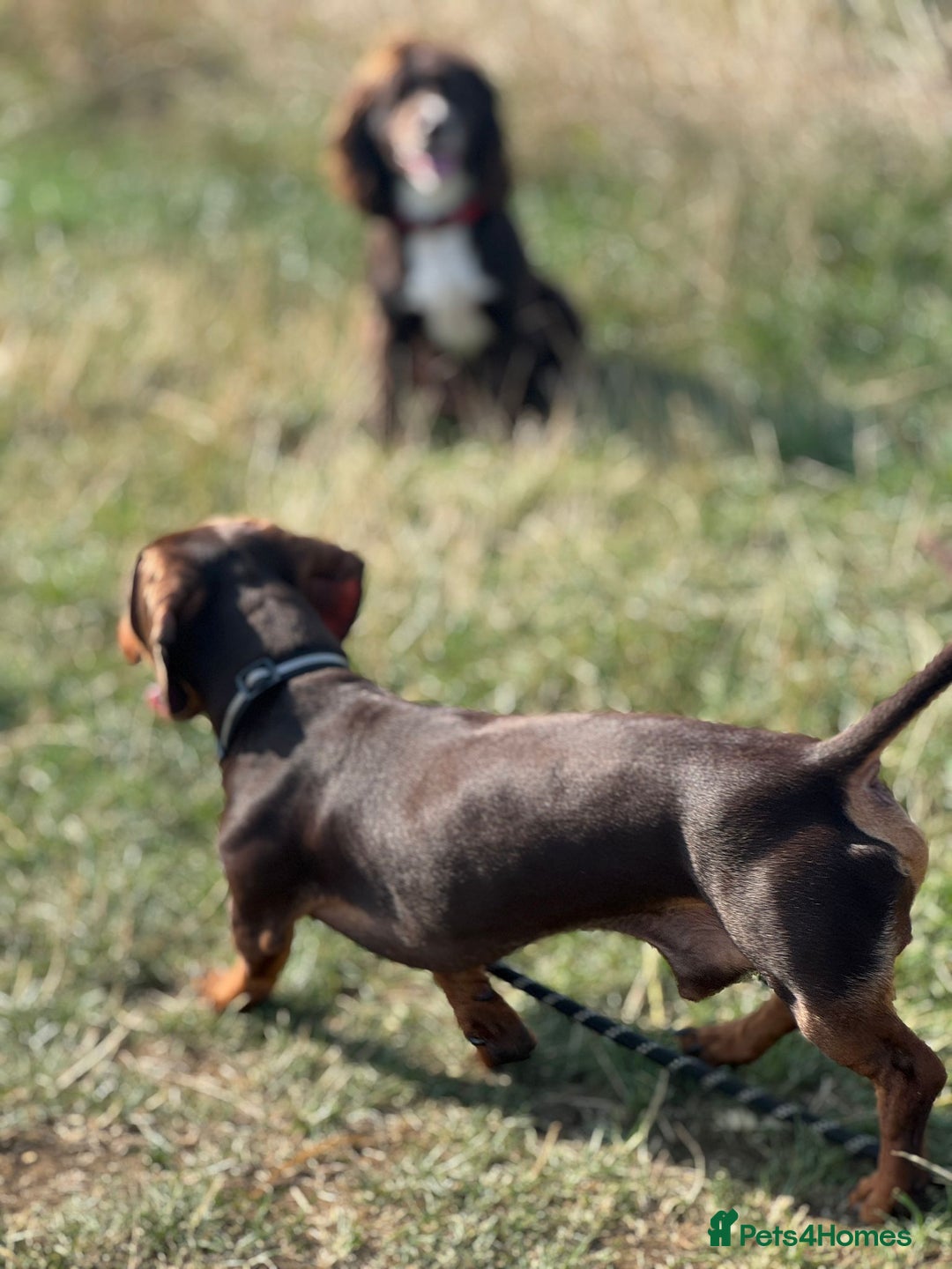 Miniature Dachshund dogs for stud: Miniature Chocolate Dachshund for stud - Image 12
