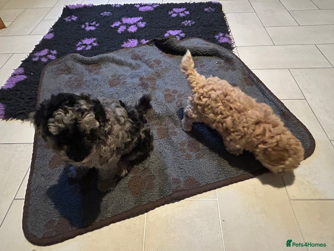 Cockapoo dogs for sale: Miniature cockapoo puppies Merle and Apricot - Image 10