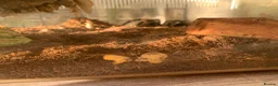 Tarantulas invertebrates for sale: Tarantulas for sale with set ups - Advert 3