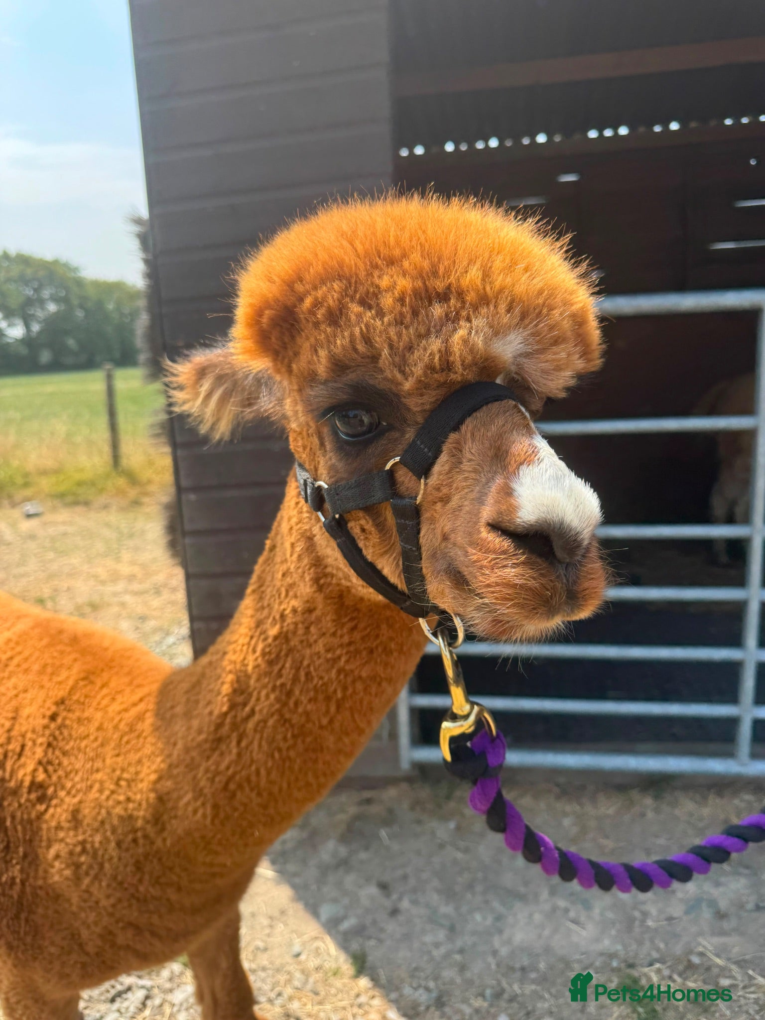 Alpaca livestock Tony, Timmy & Teddy – BACS Registered Alpaca Trio - Advert 2