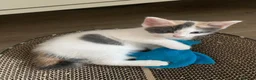 Mixed Breed cats for sale: Meet the Purr-fect Trio: Kurilian Bobtail Mixes - Advert 22
