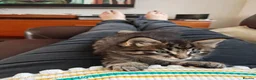 Mixed Breed cats for sale: Stunning 3/4 Maine Coon Kittens  - Advert 6