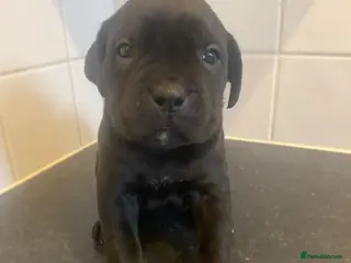 Cane Corso dogs Cane Corso Puppies - Advert 14