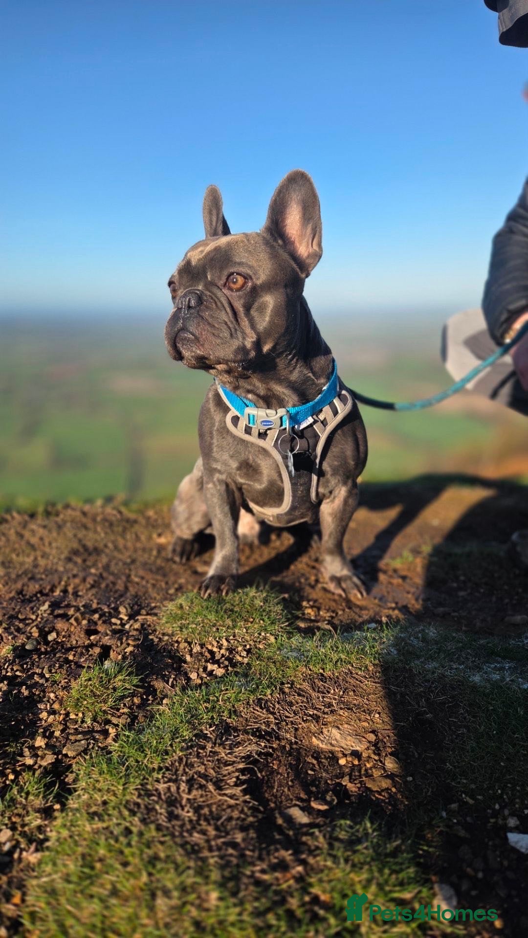 French Bulldog dogs Beautiful 3 year old French Bulldog Male - Advert 5