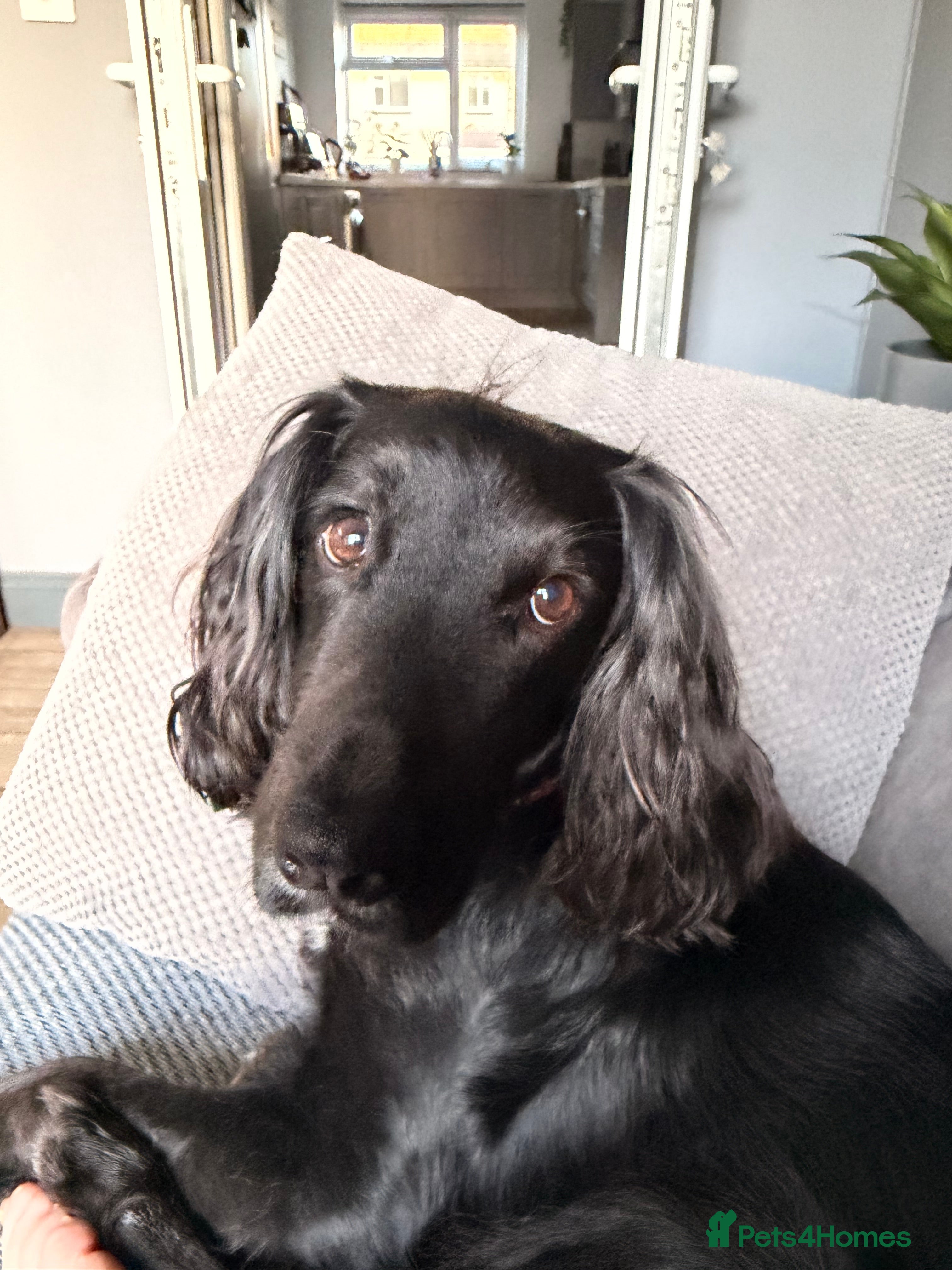 Cocker Spaniel dogs Proven stud dog - Advert 1