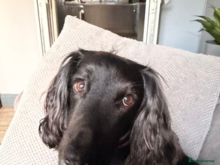 Cocker Spaniel dogs Proven stud dog - Advert 10