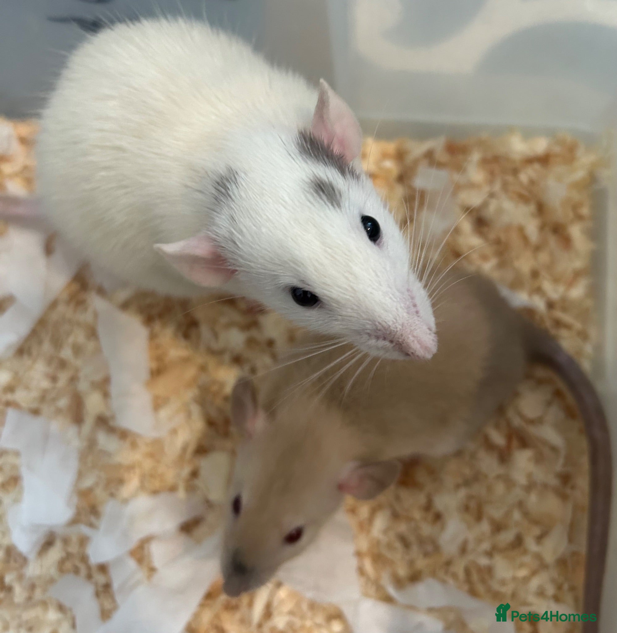 Rat rodents Baby dumbo rats for sale  - Advert 1