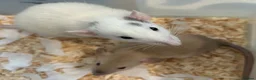 Rat rodents for sale: Baby dumbo rats for sale  - Advert 1