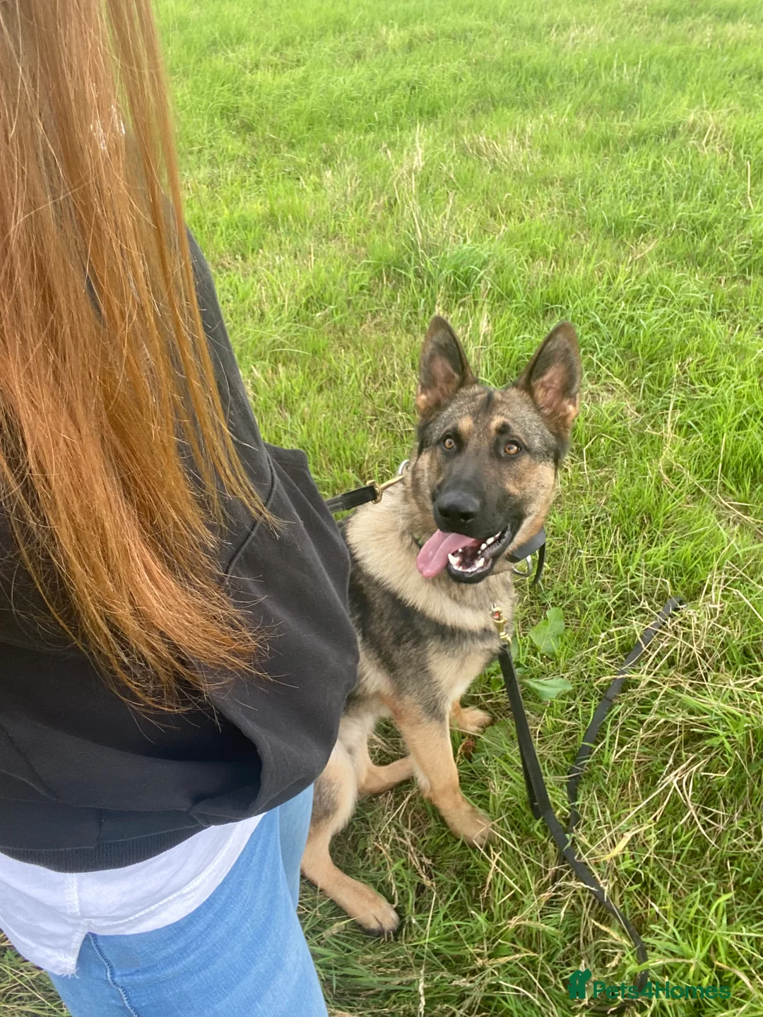 German Shepherd dogs for stud: Working German shepherd for stud  in Leicester - Advert 2