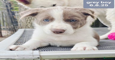Border Collie dogs - Advert 9