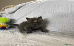 British Shorthair cats for sale: Beautiful British shorthair x kittens - Image 10