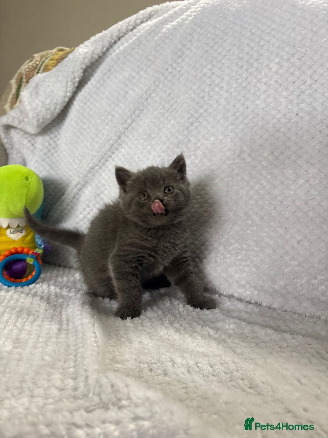 British Shorthair cats for sale: Beautiful British shorthair x kittens - Image 10