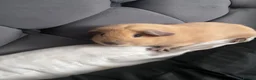 Guinea Pig rodents for sale: Father and son piggies - Advert 7