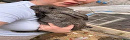 Continental Giant rabbits for sale: New Zealand White x Continental Giant Bunnies - Advert 7