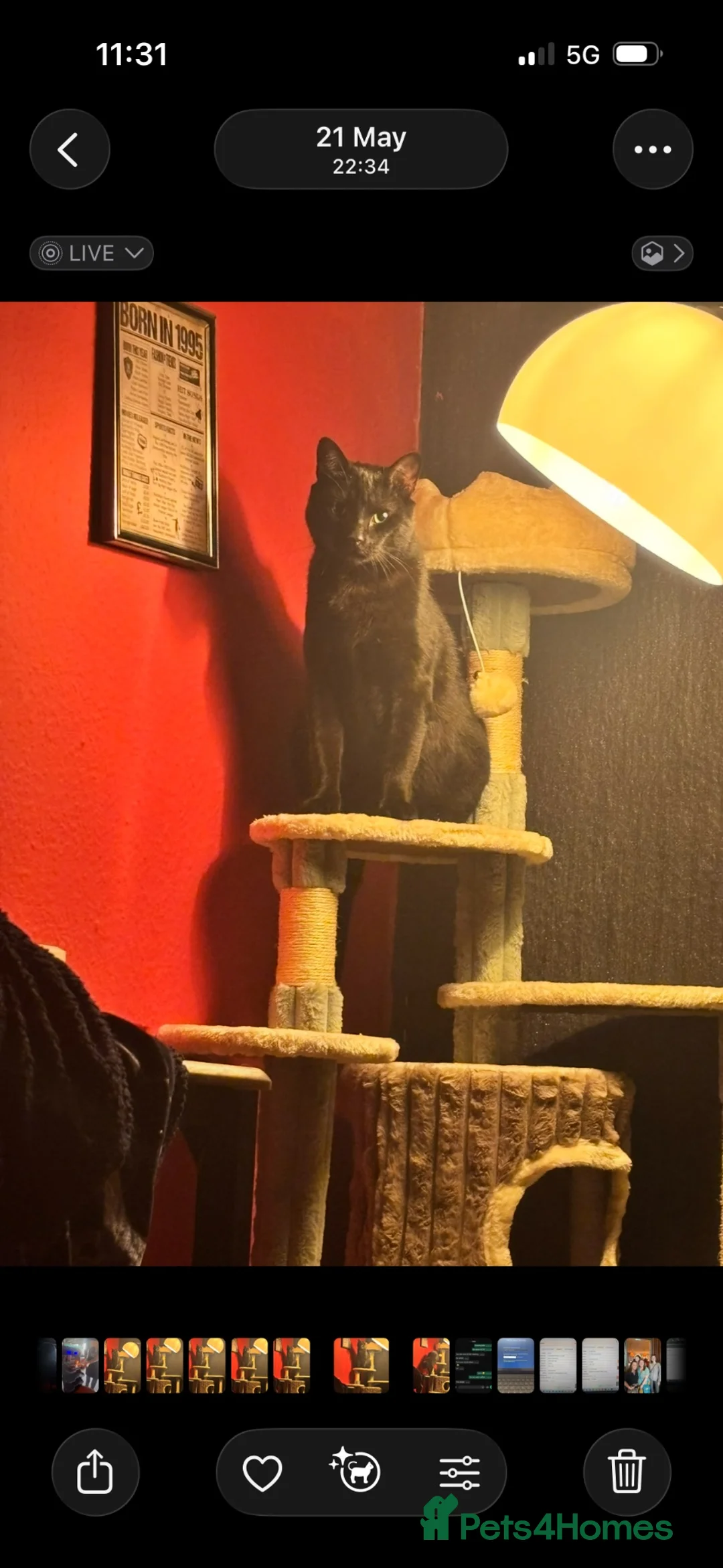 Domestic Shorthair cats for sale: Bugsy - Advert 4