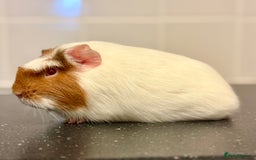Guinea Pig rodents for sale: 2 sows 1 boar  - Image 3
