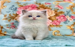 Ragdoll cats for sale: 3 blue bicolour boys  - Image 15