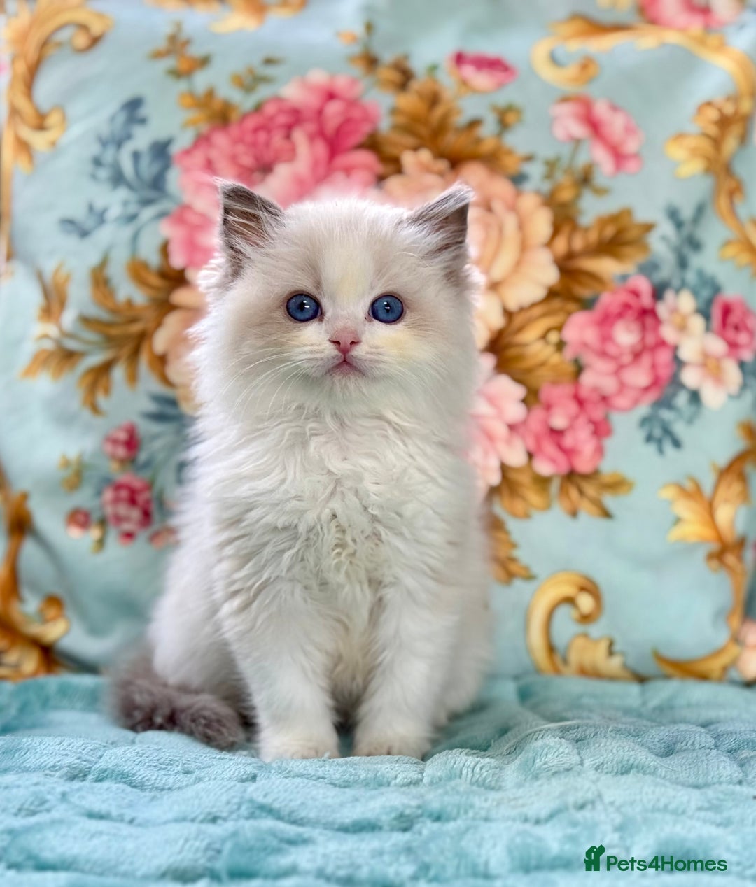 Ragdoll cats for sale: 3 blue bicolour boys  - Image 15