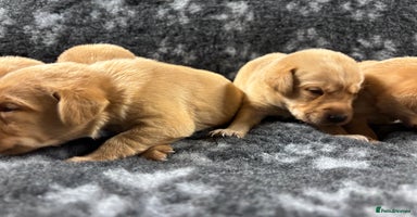 Labrador Retriever dogs - Advert 8