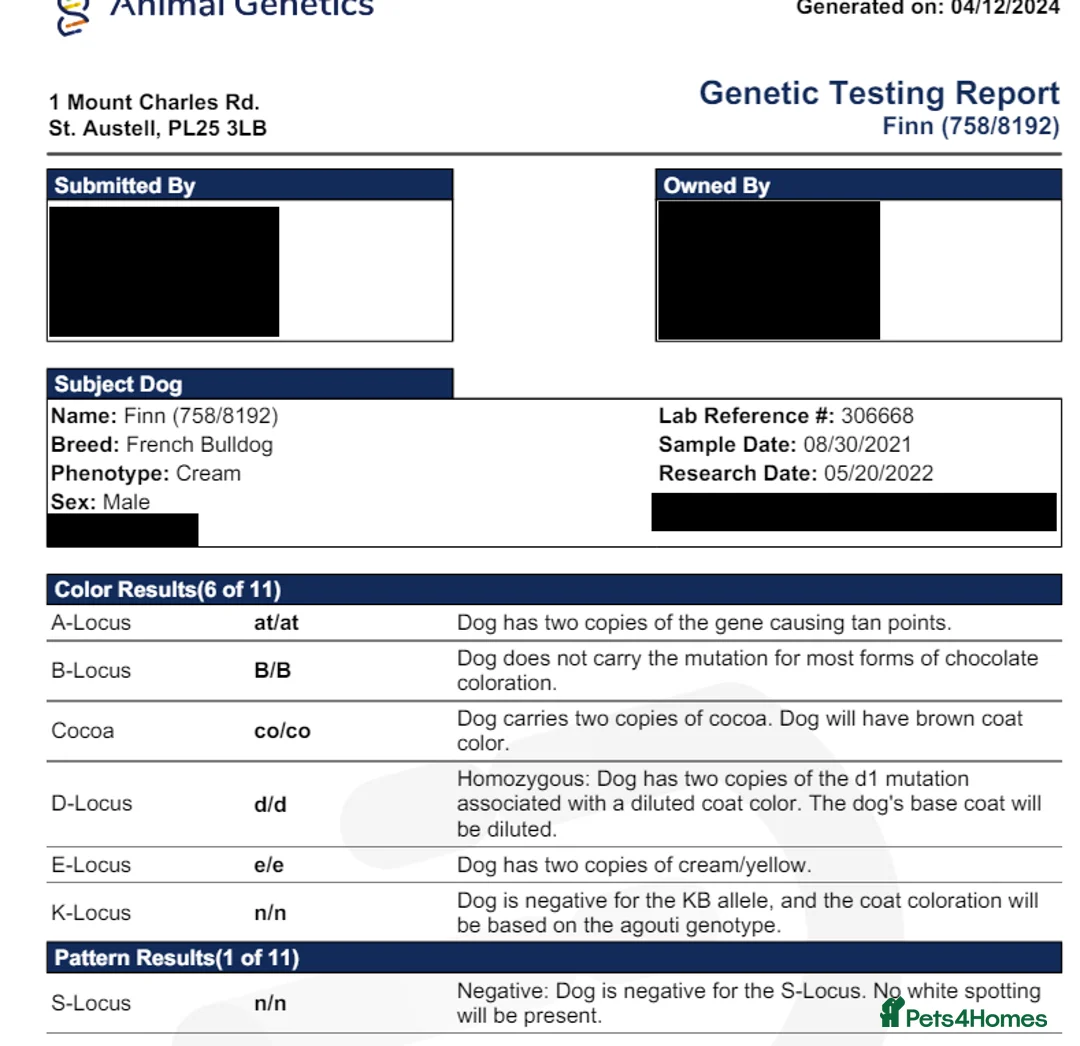 French Bulldog dogs for stud: 🔥 PLATINUM LILAC & TAN FLUFFY - WELL PROVEN- KC   in Blackpool - Advert 19