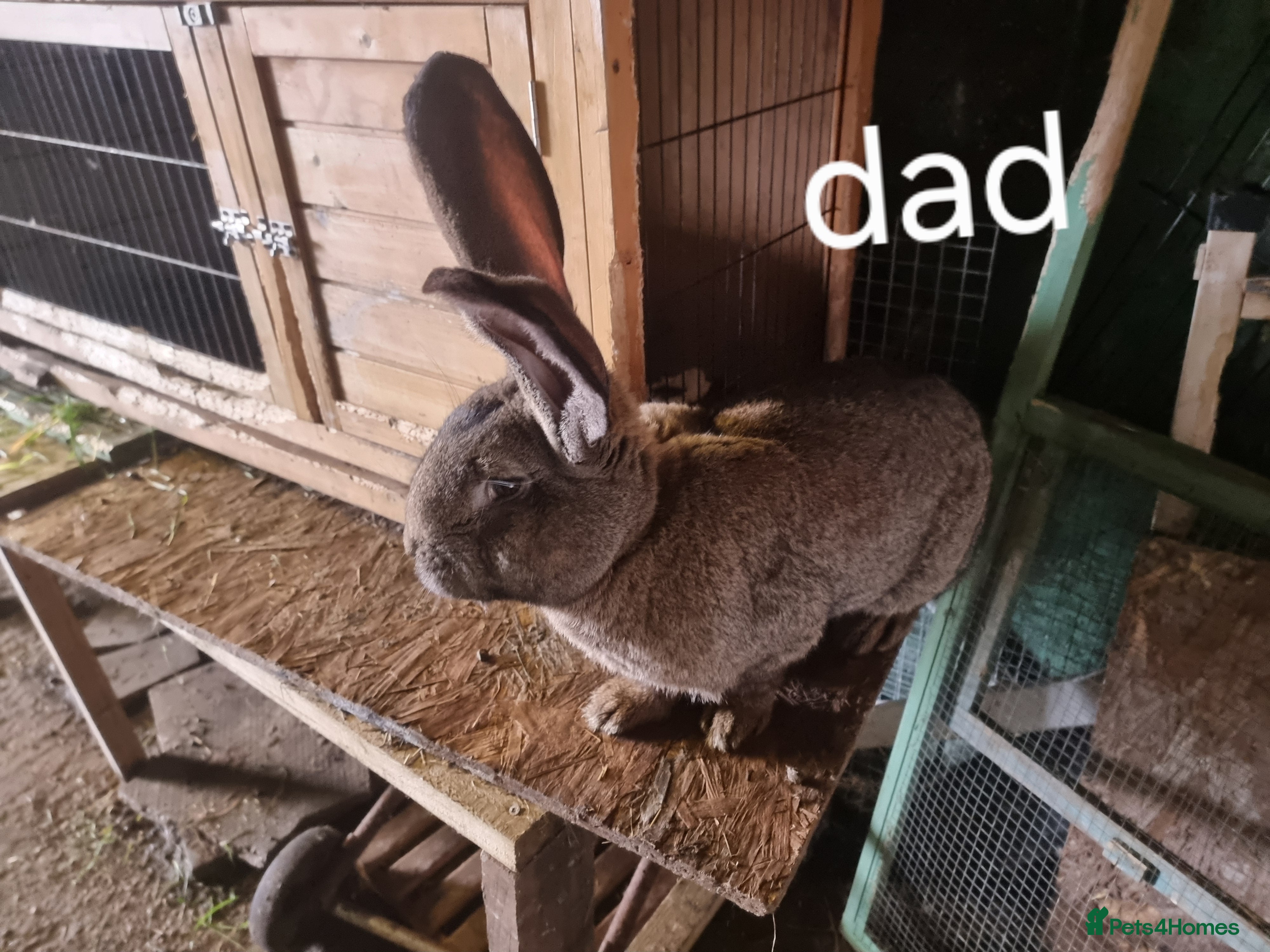 Continental Giant rabbits Continental giant rabbit - Advert 3