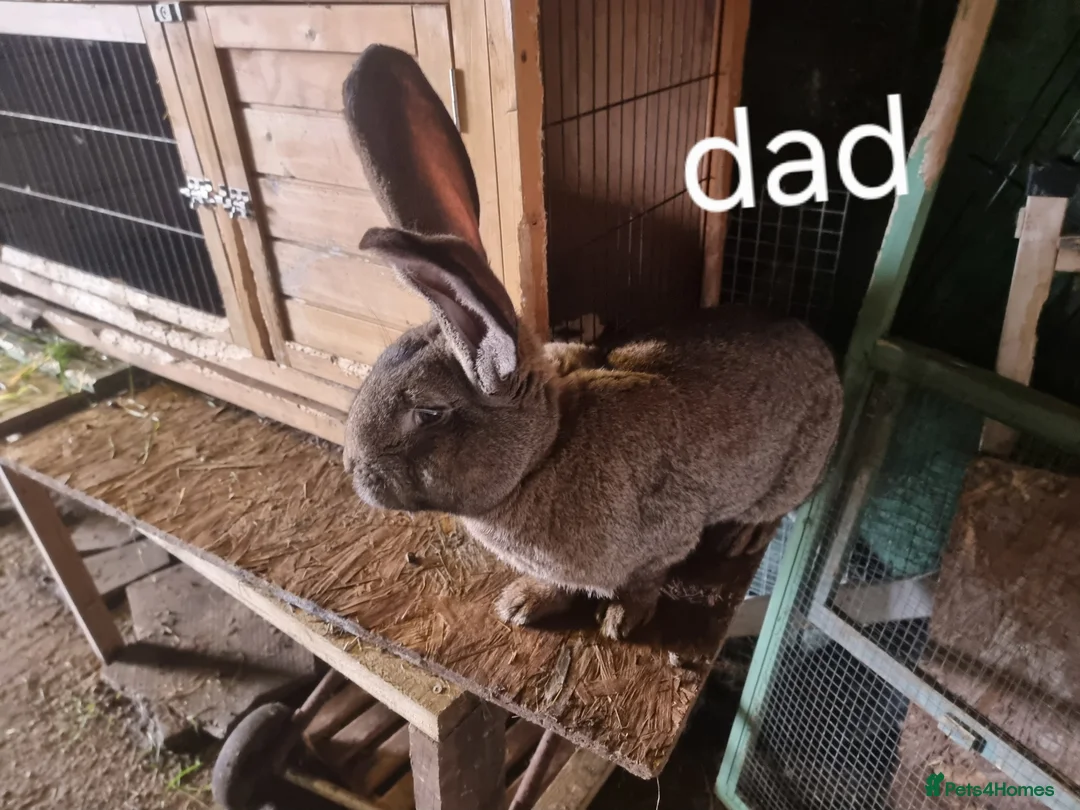 Continental Giant rabbits for sale: Continental giant rabbit - Advert 1