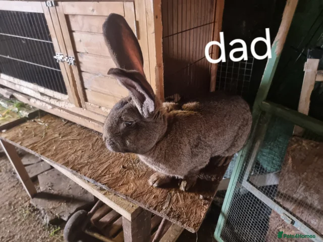 Continental giant rabbit for sale in Gosport | Pets4Homes
