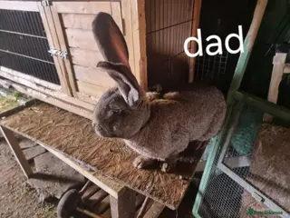 Continental Giant rabbits Continental giant rabbit - Advert 7