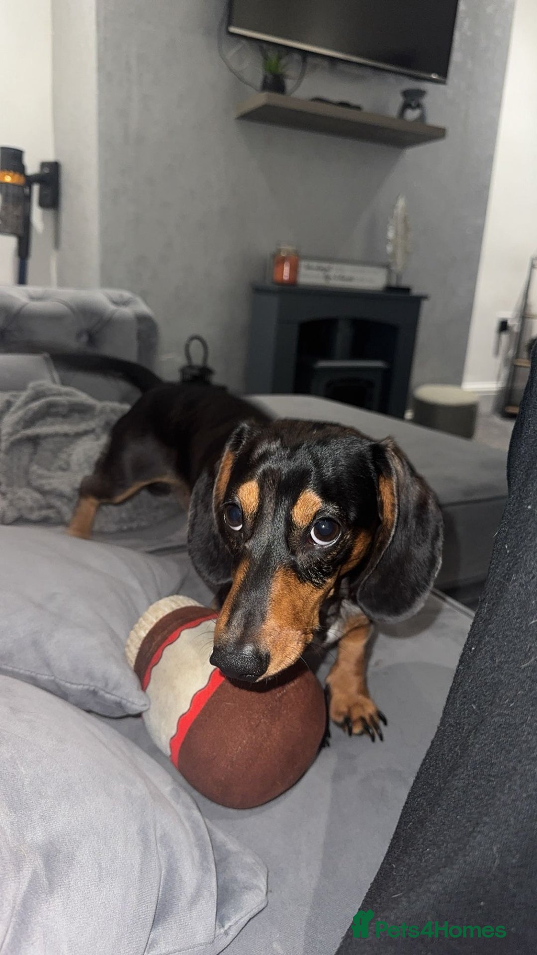 Miniature Dachshund dogs for stud: Miniature dachshund merle dapple stud  - Image 2
